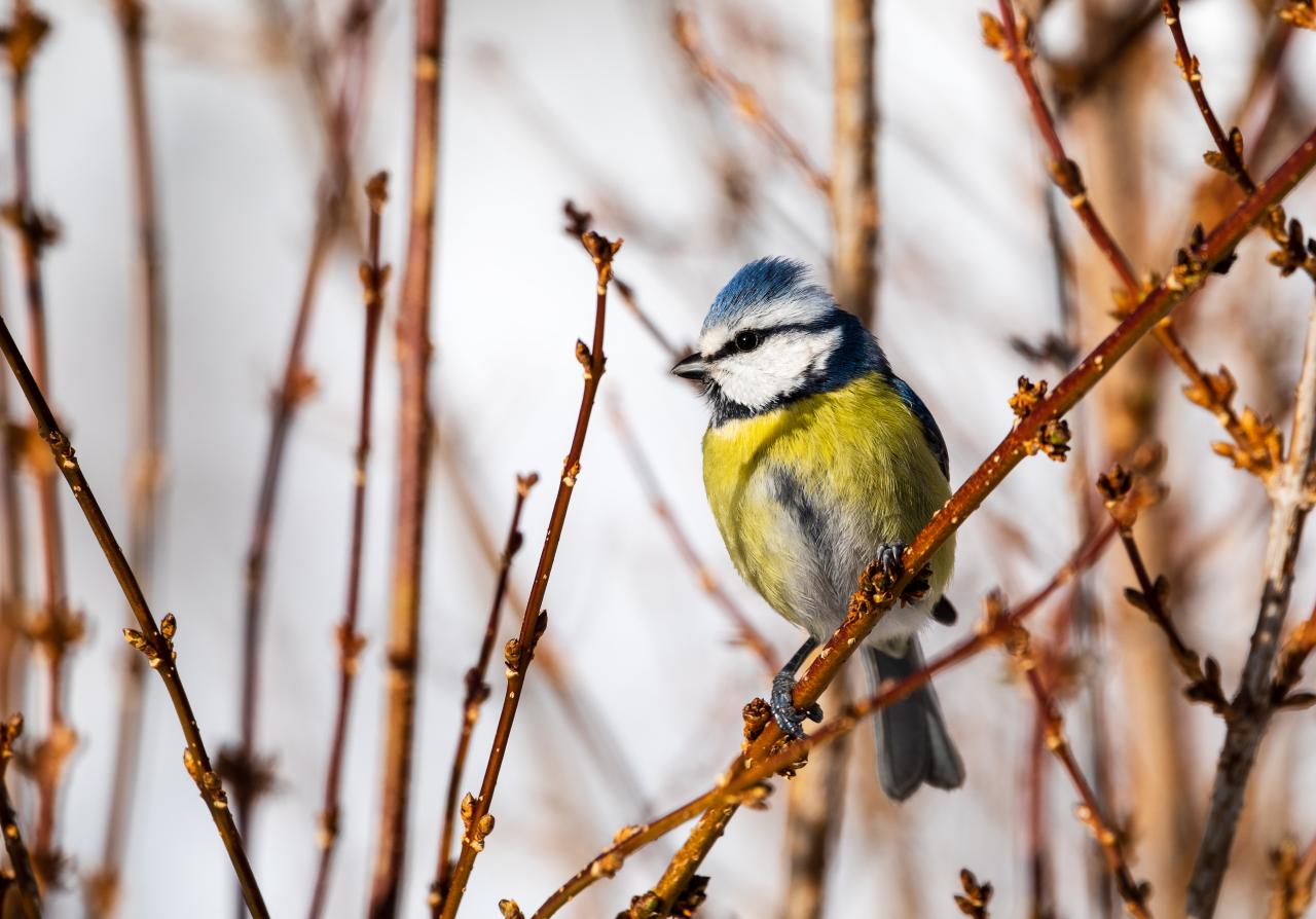 Blaumeise (c) Alexander Tschögele