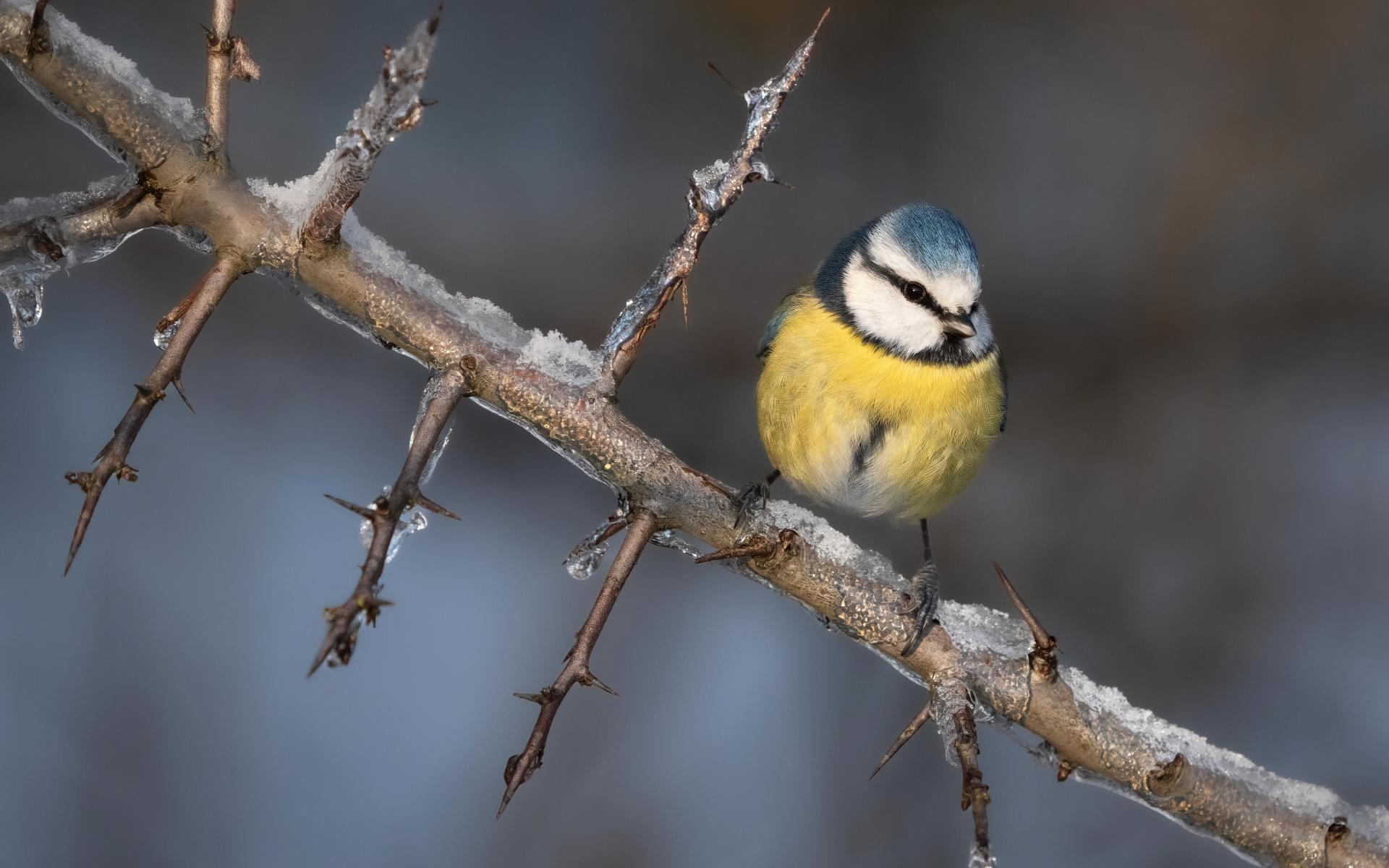 Blaumeise (c) Stefan Höreth
